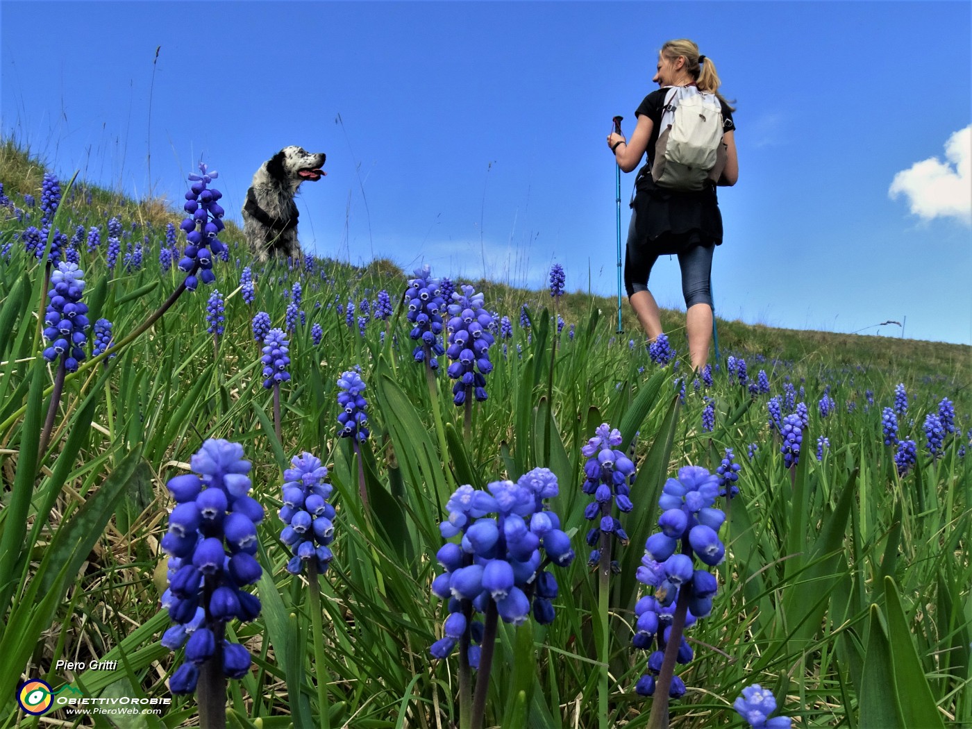 29 Muscari in piena fioritura.JPG